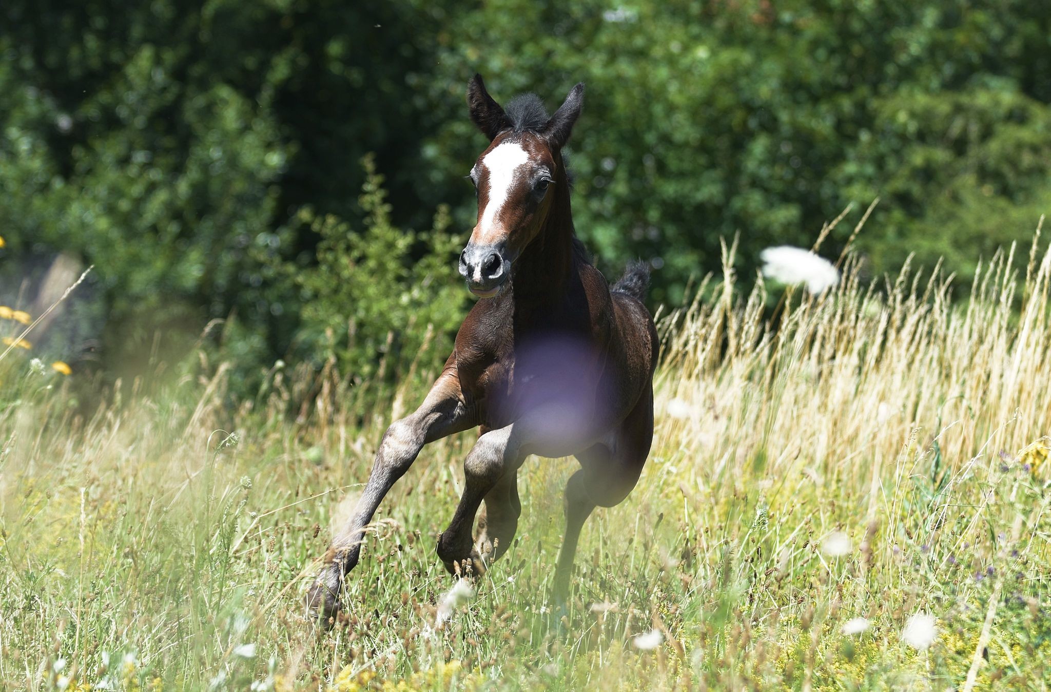 Kamael d'Astarté, male  2019 gris, Fino x Shakira (Barbe arabe)