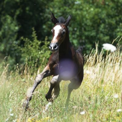 Kamael d'Astarté, male  2019 gris, Fino x Shakira (Barbe arabe)