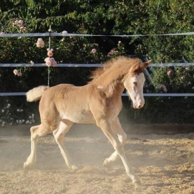 Fino's Foal