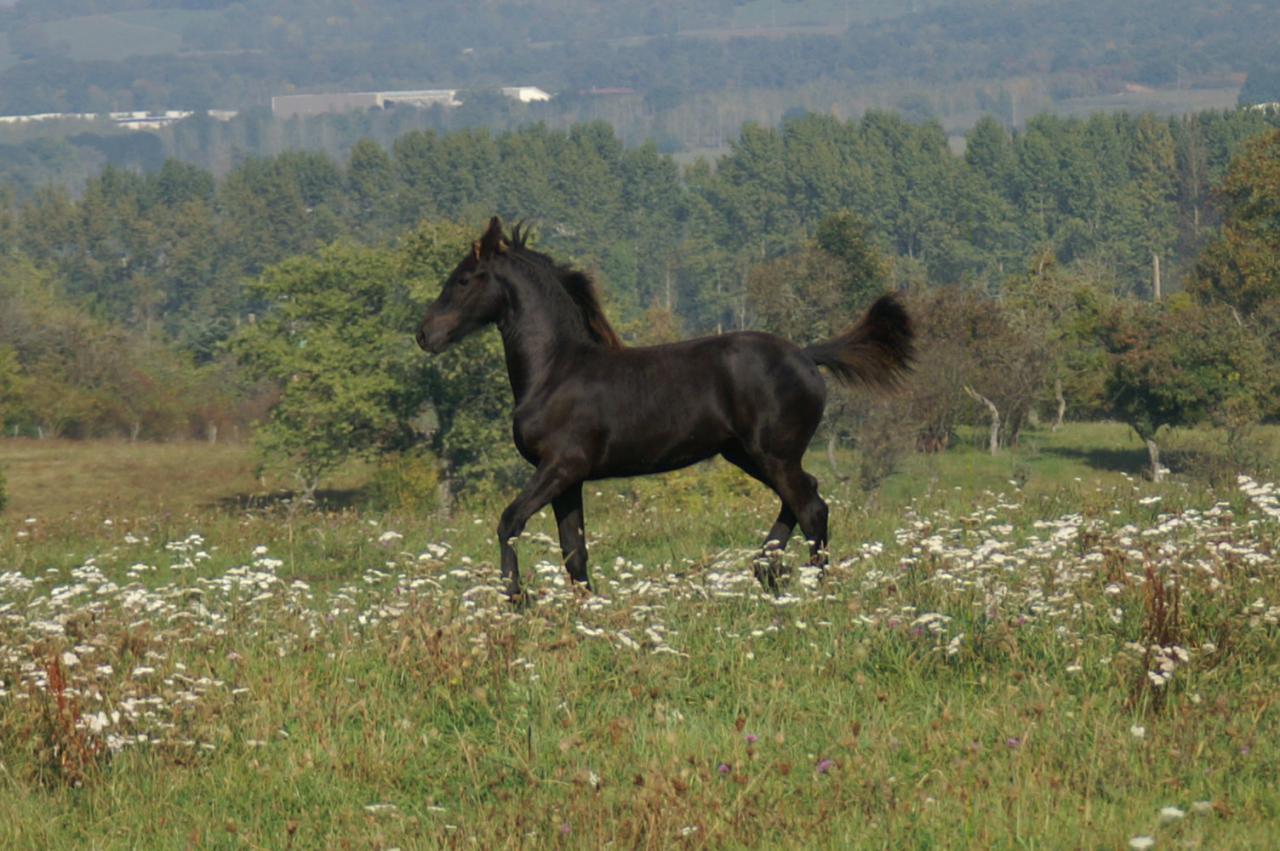 Bluet du Petit Verger