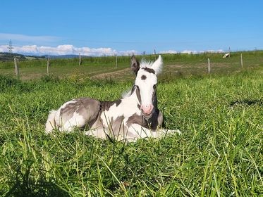 First Boy, male 2022 pie silver, Fino x Laughtons (ONC)