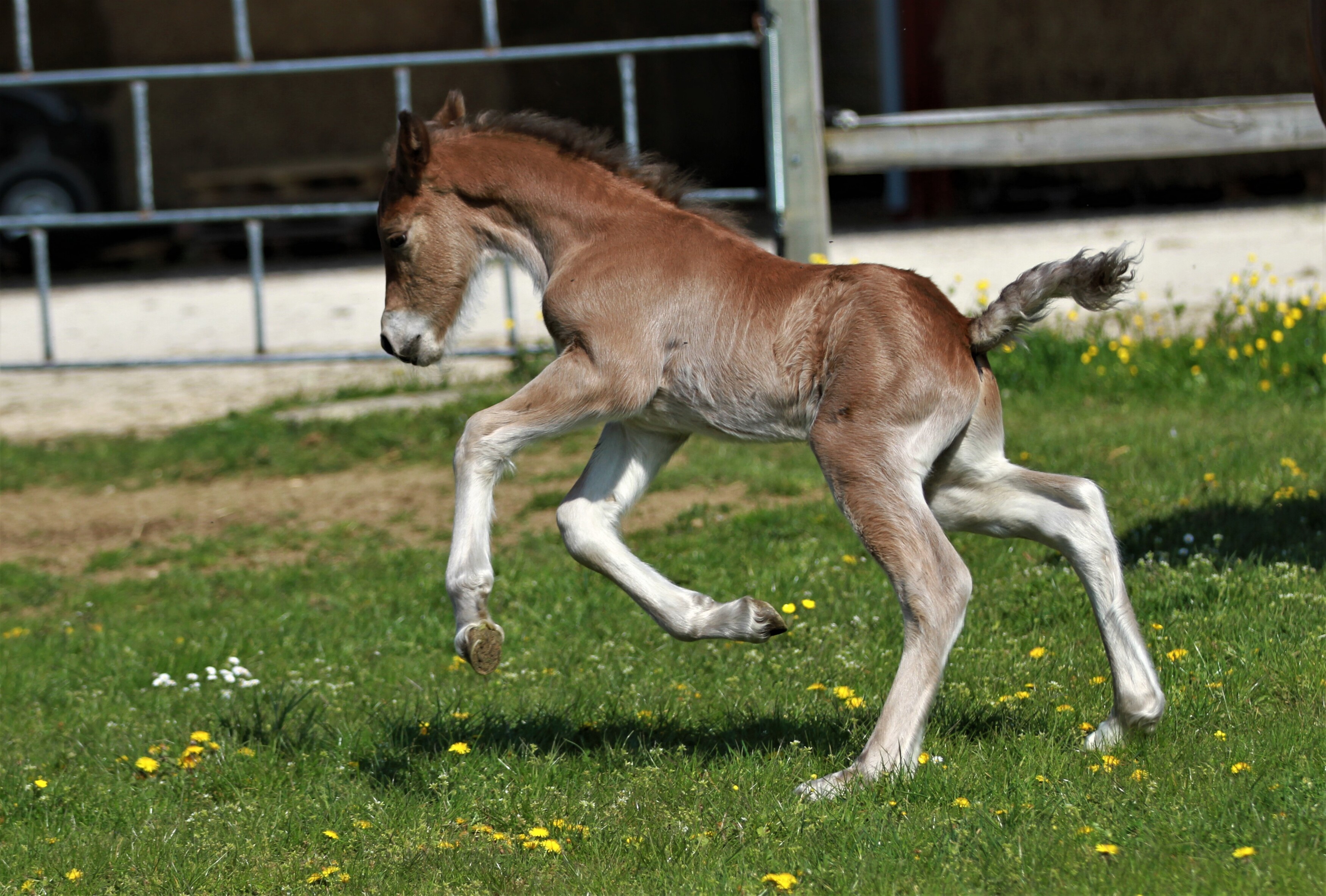 Mulka du Petit Verger, male gypsian 2022 bai silver - Fino x Ida