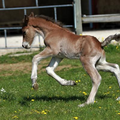 Mulka du Petit Verger, male gypsian 2022 bai silver - Fino x Ida