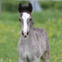 20130522-danko-du-petit-verger-01.jpg