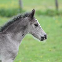 20130522-danko-du-petit-verger-02.jpg