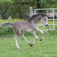 20130522-danko-du-petit-verger-06.jpg