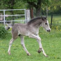 20130522-danko-du-petit-verger-07.jpg