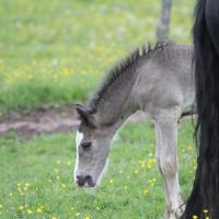 20130522-danko-du-petit-verger-09.jpg