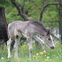 20130522-danko-du-petit-verger-14.jpg