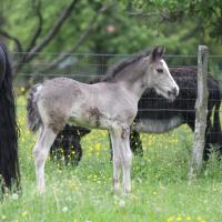 20130522-danko-du-petit-verger-18.jpg