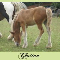 a-vendre-chaitan.jpg