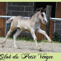 a-vendre-ciloe.jpg