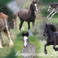 Bonne