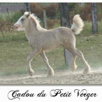 Cadou