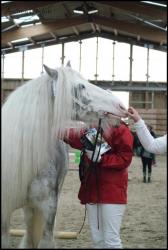 Concours Irish Cob avec Pride