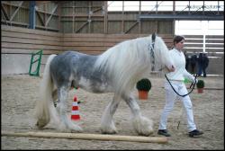 Concours Irish Cob avec Pride