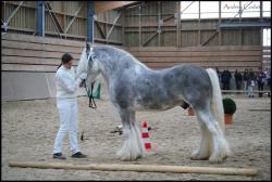 Concours Irish Cob avec Pride