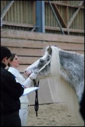 Concours Irish Cob avec Pride