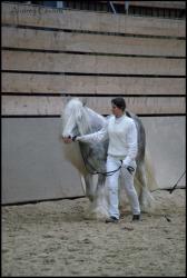 Concours Irish Cob avec Pride