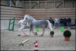 Concours Irish Cob avec Pride