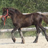 czar-09-sept-2012-05.jpg