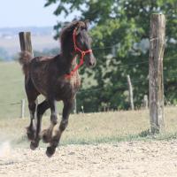 czar-09-sept-2012-24.jpg