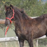 czar-09-sept-2012-36.jpg