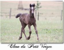 Elton du Petit Verger