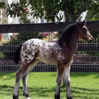 gypsy-vanner-horses6168-copy-1.jpg