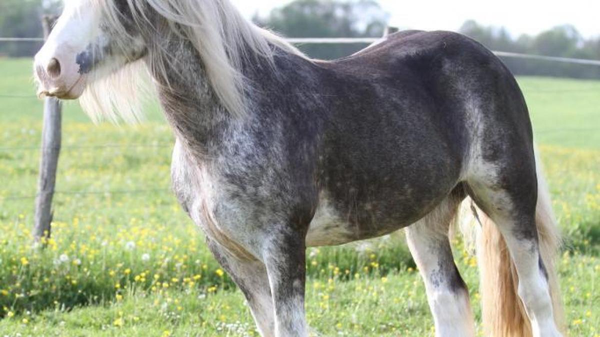 Pepsi, jument irish cob