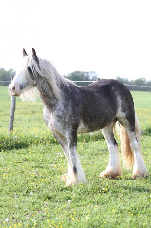 Pepsi, jument irish cob