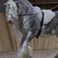 Ma licorne pride