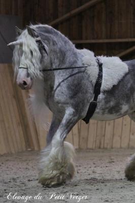 Ma licorne pride