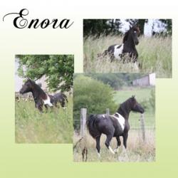 Presentation et photos d'Enora
