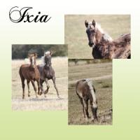 Presentation ixia