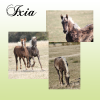 Presentation ixia