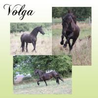 Presentation volga