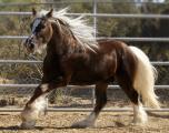 silver-dapple-gypsy-vanner.jpg