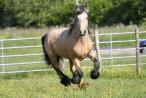 Sun, étalon irish cob isabelle